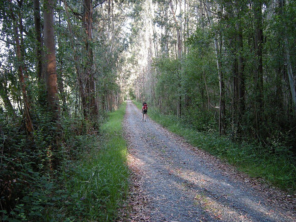 The eucalyptus woods